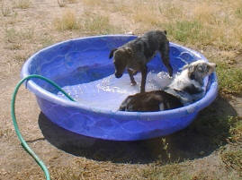 hot cha kennels boarding