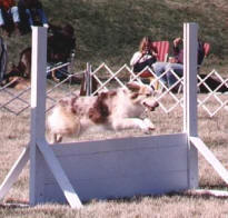 hot cha kennels training